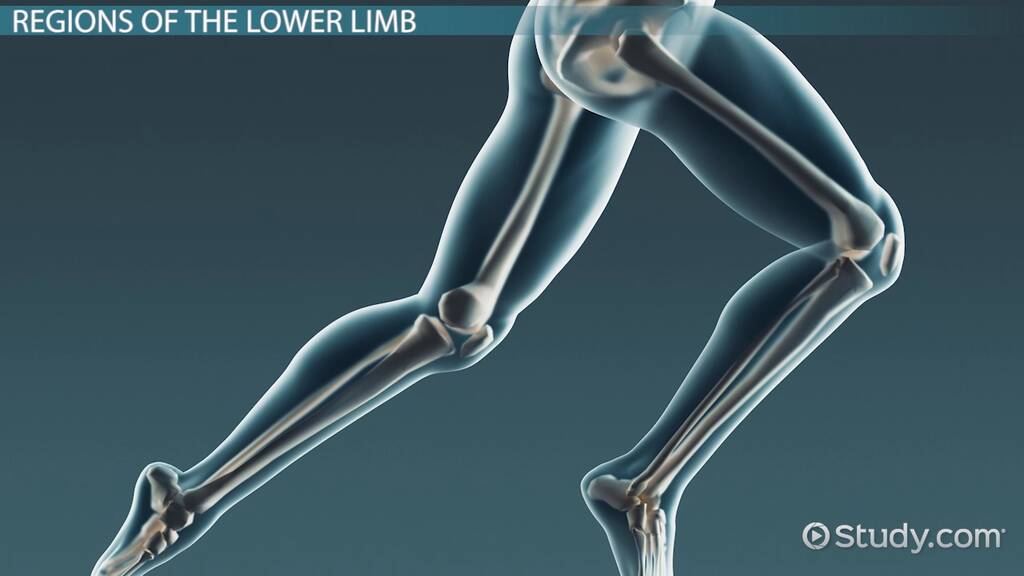 Lower Limb